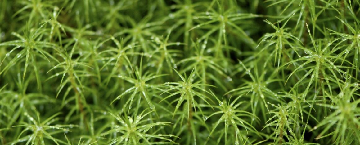 green_moss_finland_summer2 Plant a Plant Challenge